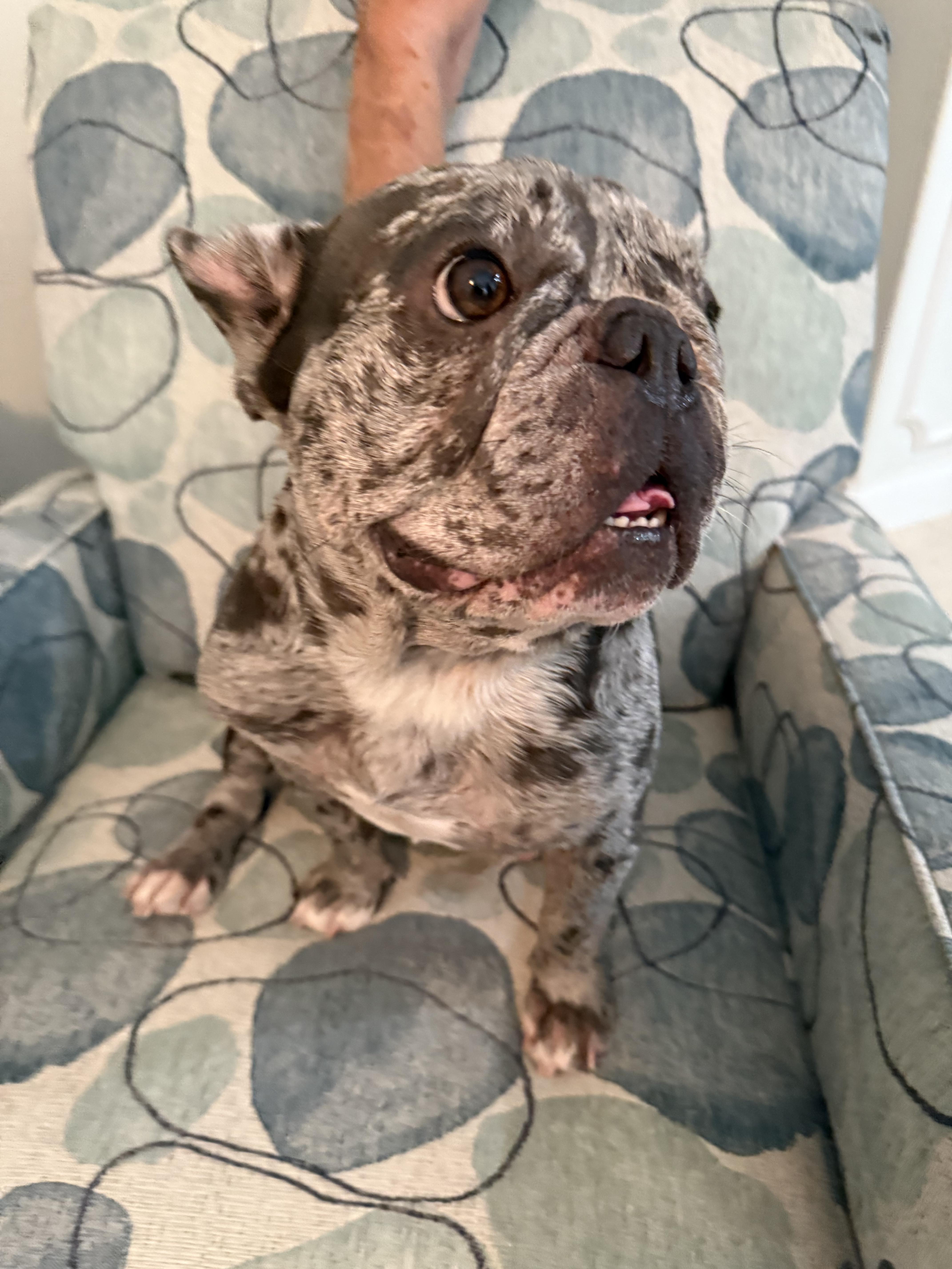 Shadow Adrienne, Adopted, Adult Female French Bulldog.