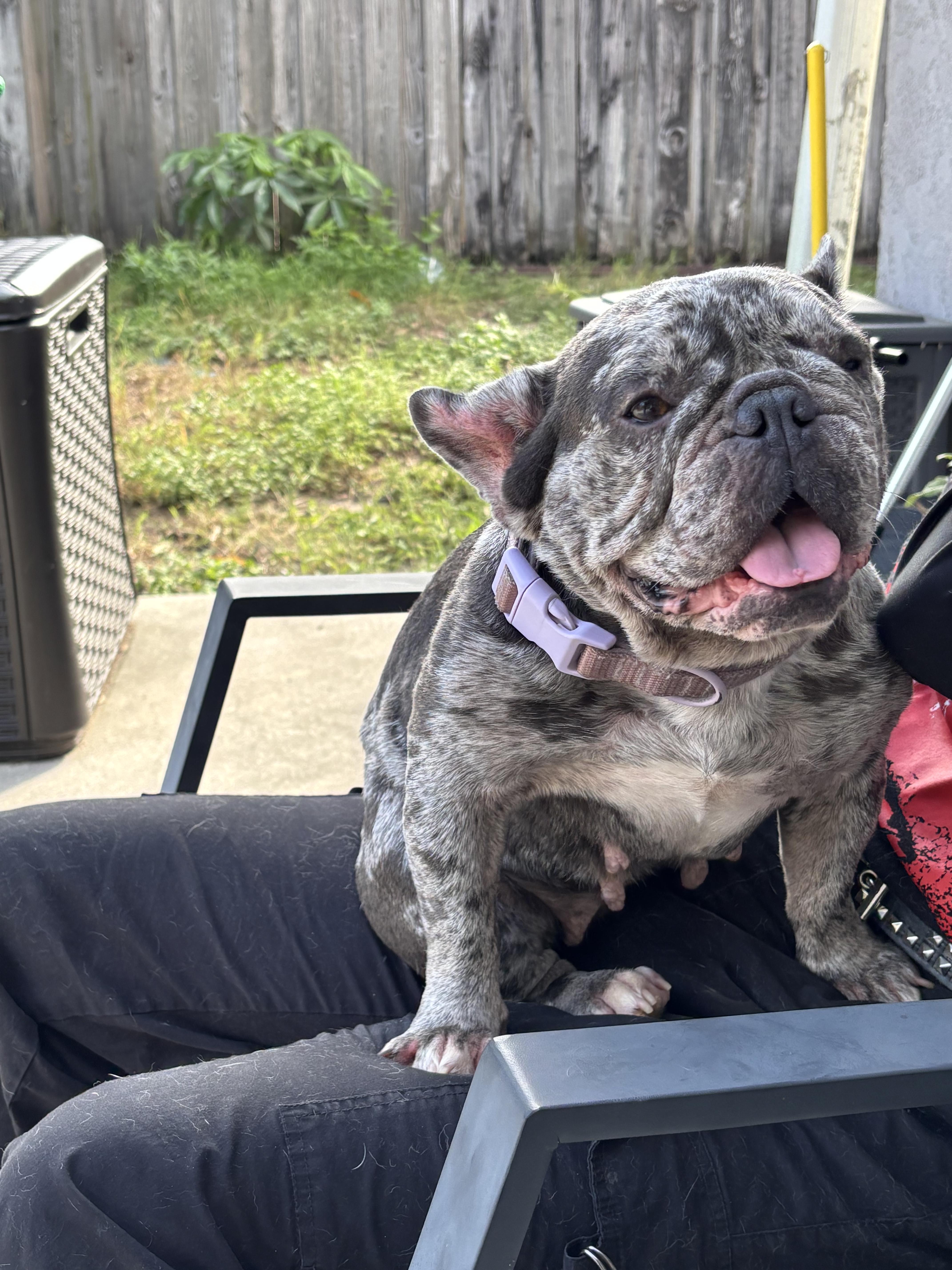 Enlarge Shadow Adrienne, a Adopted French Bulldog in PALM BAY, FL image 2/4