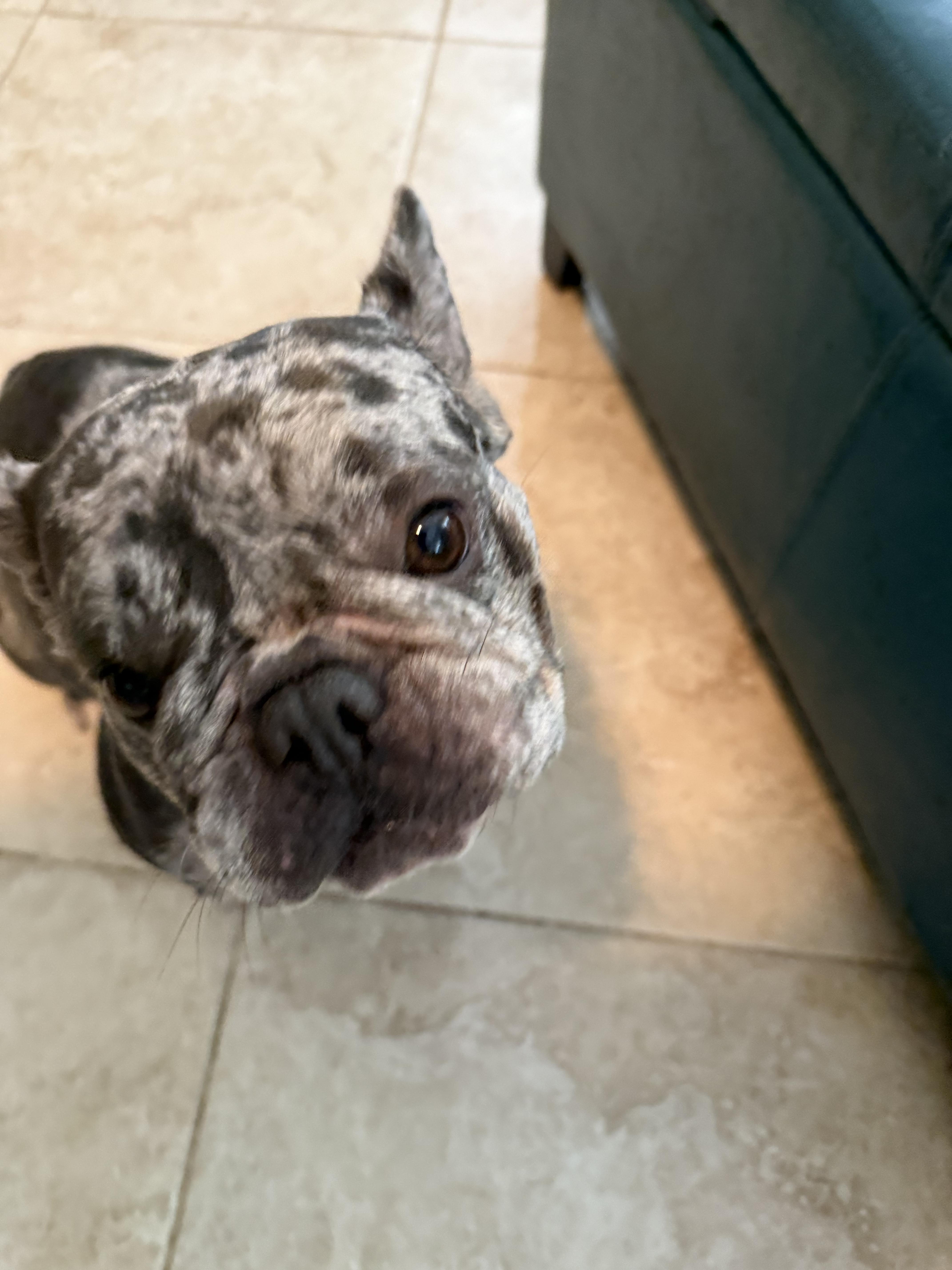 Enlarge Shadow Adrienne, a Adopted French Bulldog in PALM BAY, FL image 4/4