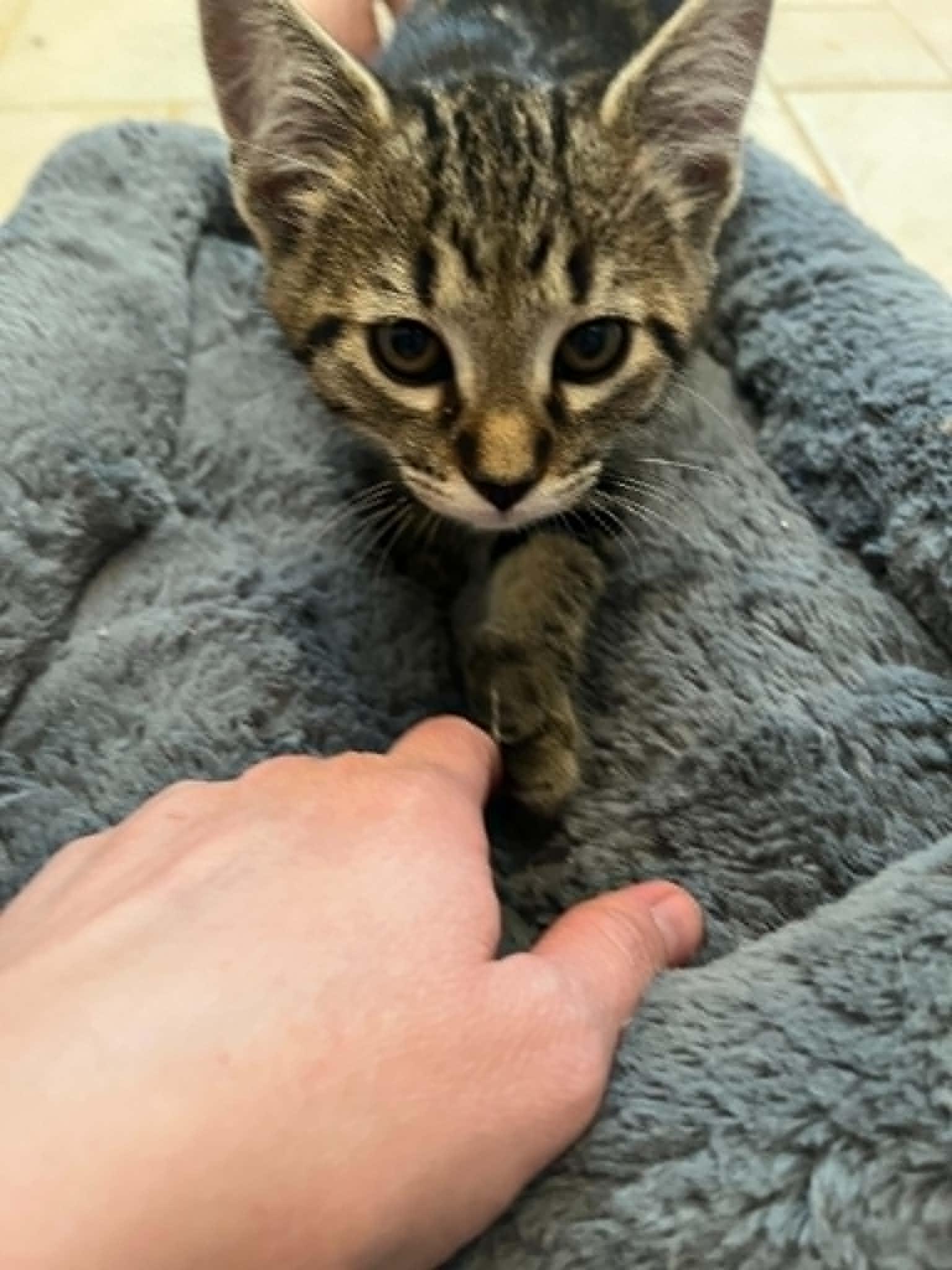 Enlarge Clay, an adopted Domestic Short Hair in Hickory, NC image 2/4