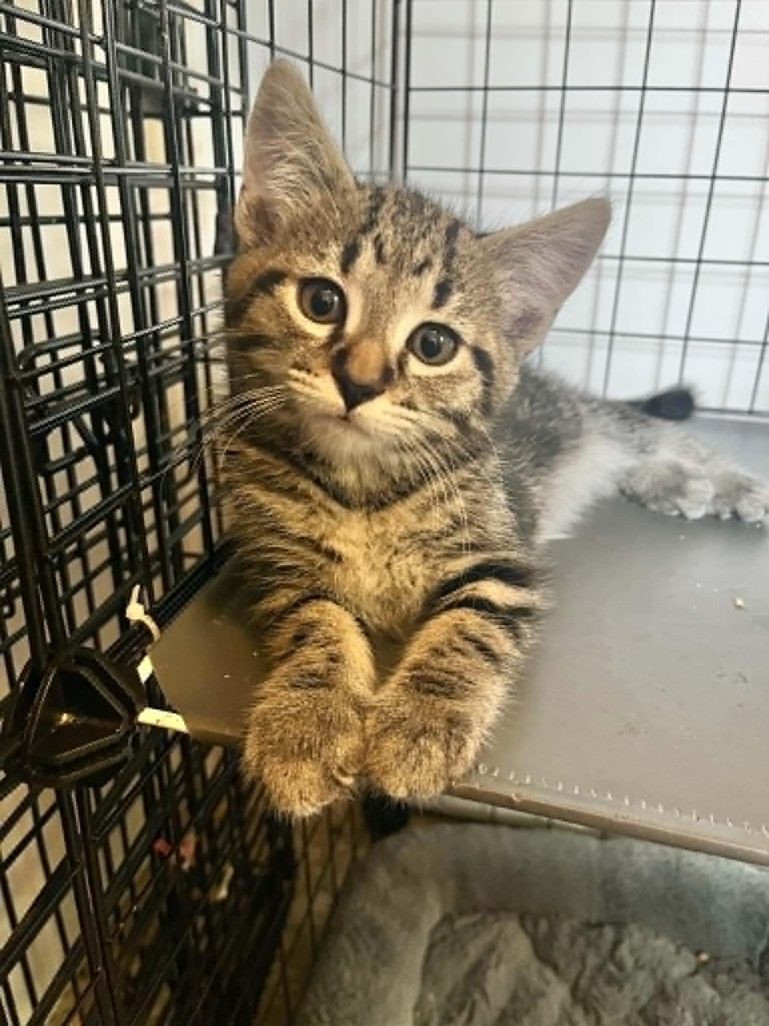 Enlarge Clay, an adopted Domestic Short Hair in Hickory, NC image 1/4