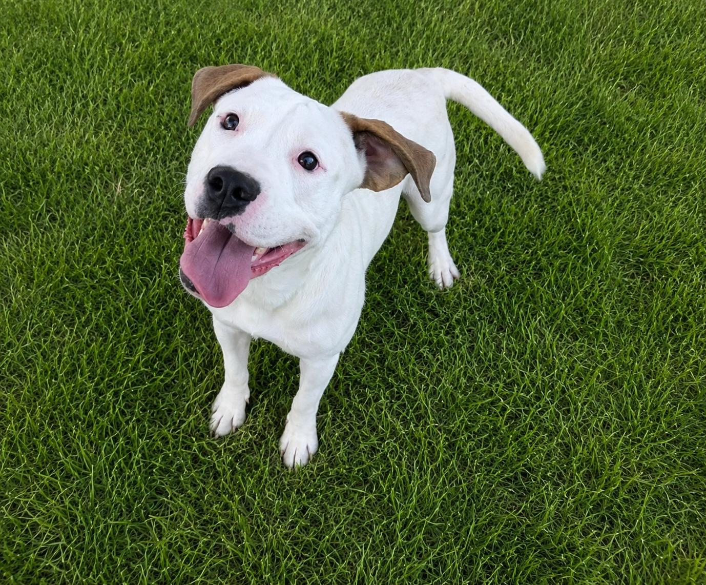 PEARL, Adoptable, Puppy Female Mixed Breed & American Bulldog.