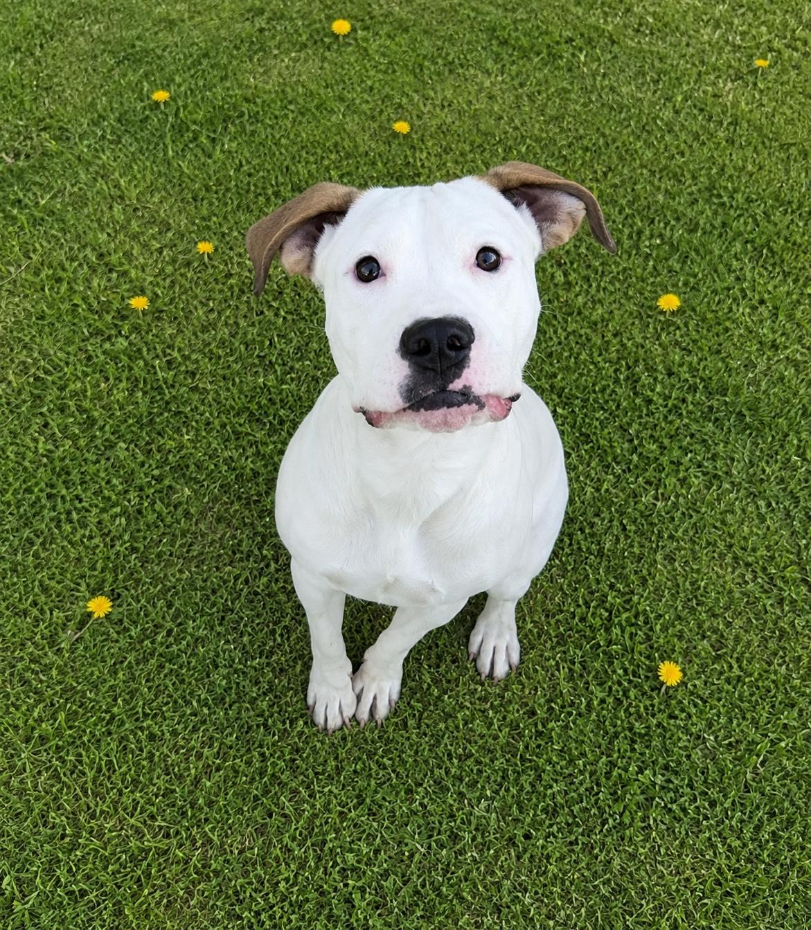 Enlarge PEARL, a Adoptable mixed breed in Lakeway, TX image 2/3