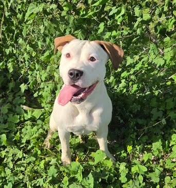 Enlarge PEARL, a Adoptable mixed breed in Lakeway, TX image 3/3