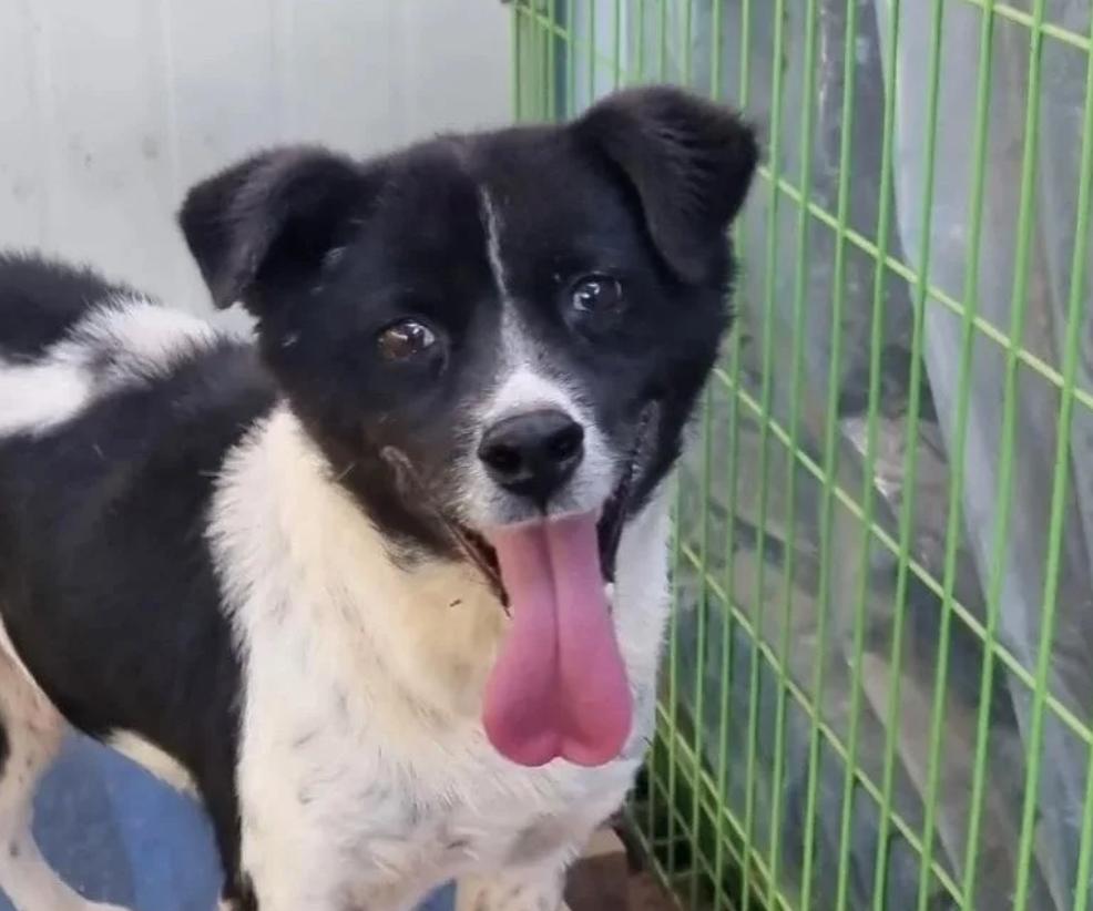 Moonshine (Moonie), an adoptable Border Collie, Jindo in San diego, CA, 92127 | Photo Image 5