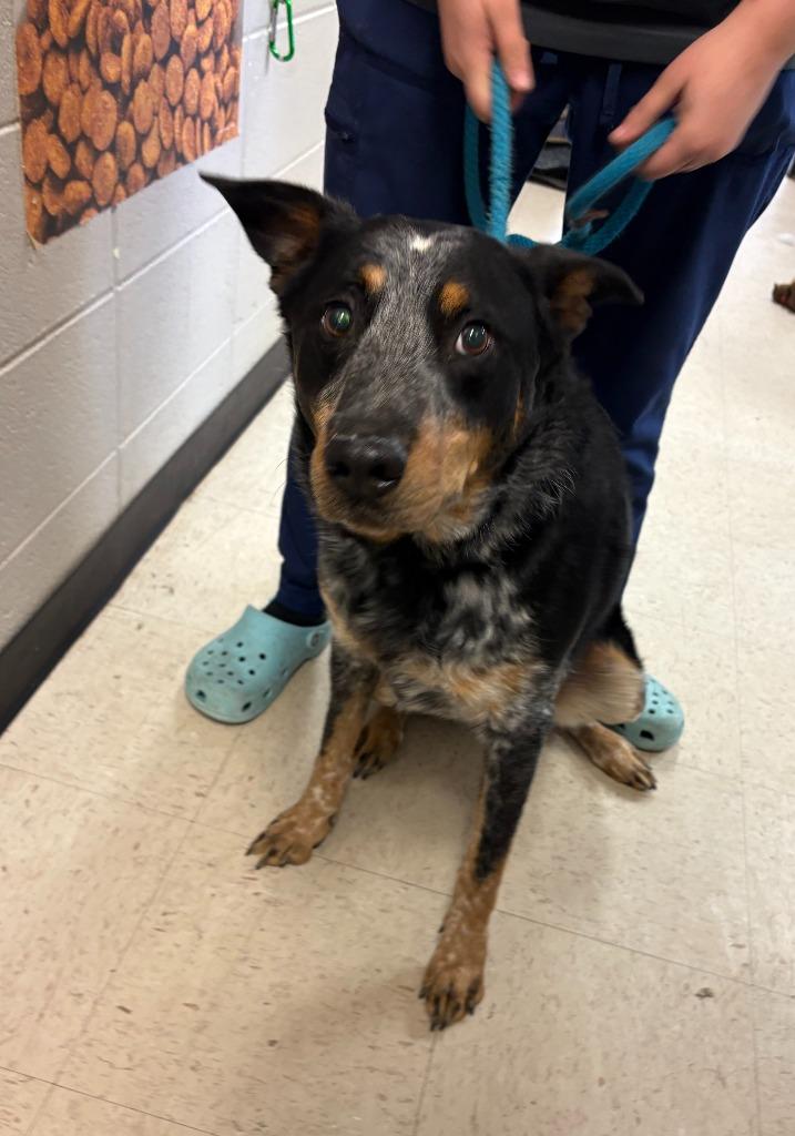 Yukon, Adoptable, Adult Male Australian Cattle Dog / Blue Heeler.