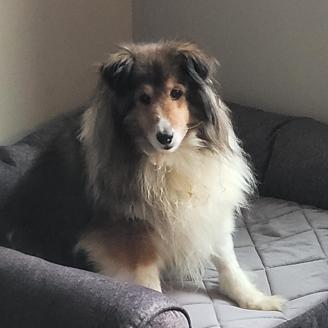 Dorothy, Adoptable, Adult Female Shetland Sheepdog / Sheltie.