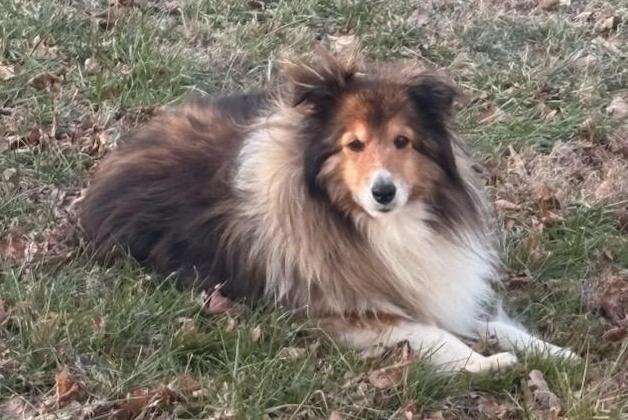 Dorothy, a Adoptable Shetland Sheepdog / Sheltie in Catlettsburg, KY image 2/4