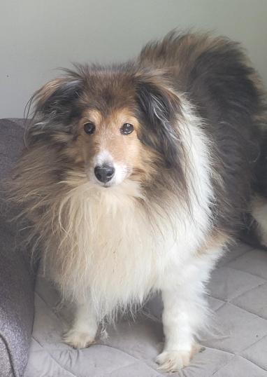 Dorothy, a Adoptable Shetland Sheepdog / Sheltie in Catlettsburg, KY image 3/4