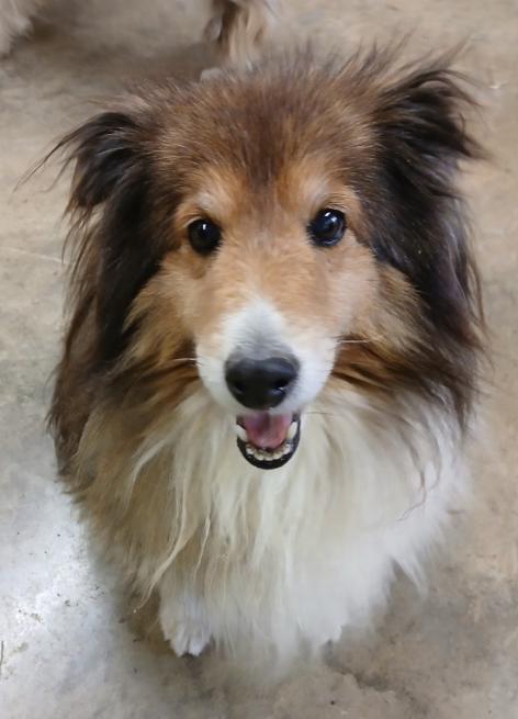 Dorothy, a Adoptable Shetland Sheepdog / Sheltie in Catlettsburg, KY image 4/4