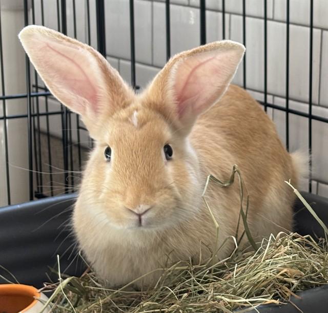 MEG, Adoptable, Young Female Flemish Giant & Holland Lop.