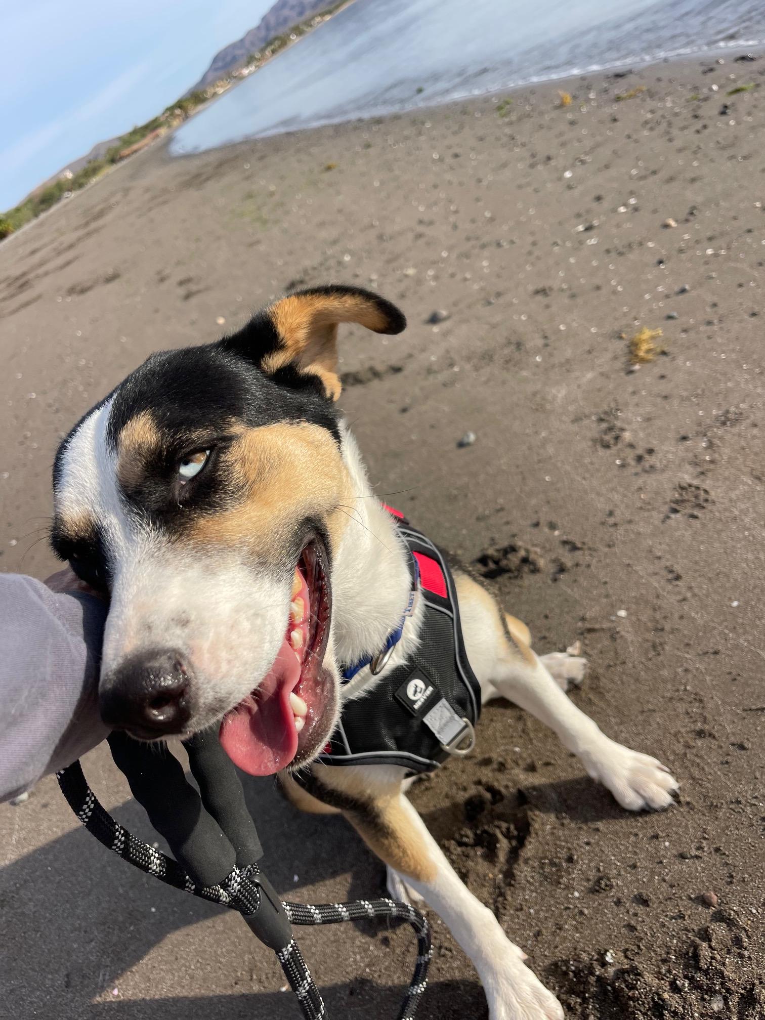 Rosie thumbnail 3