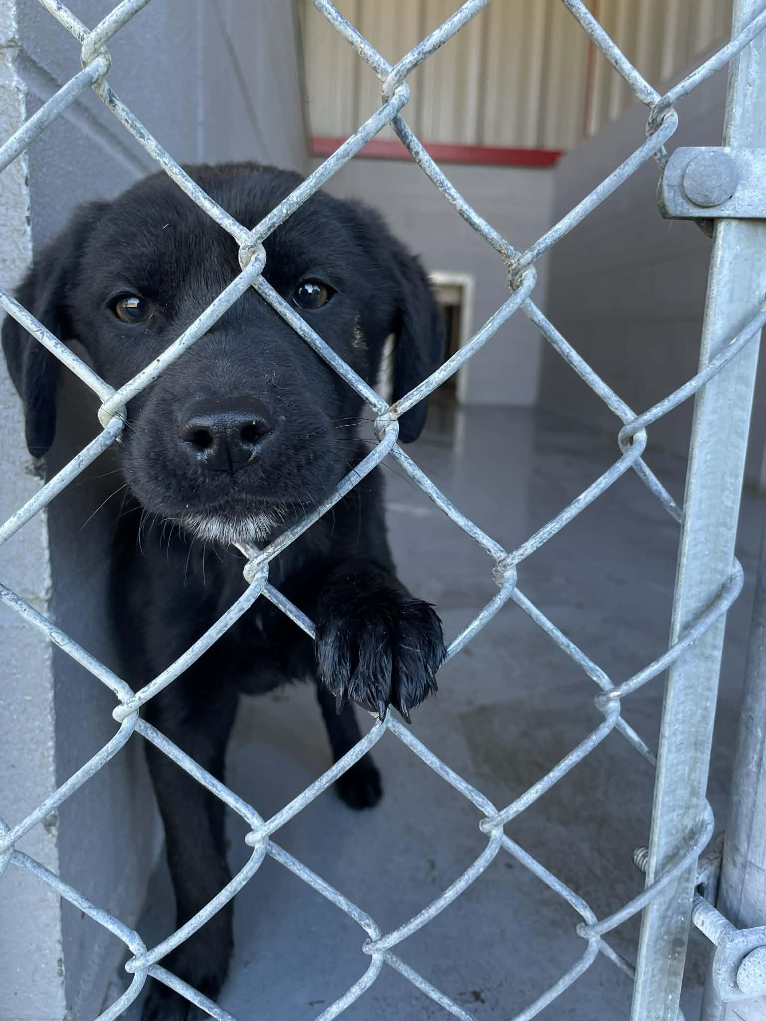Nyx, adopted, Young Male Labrador Retriever.