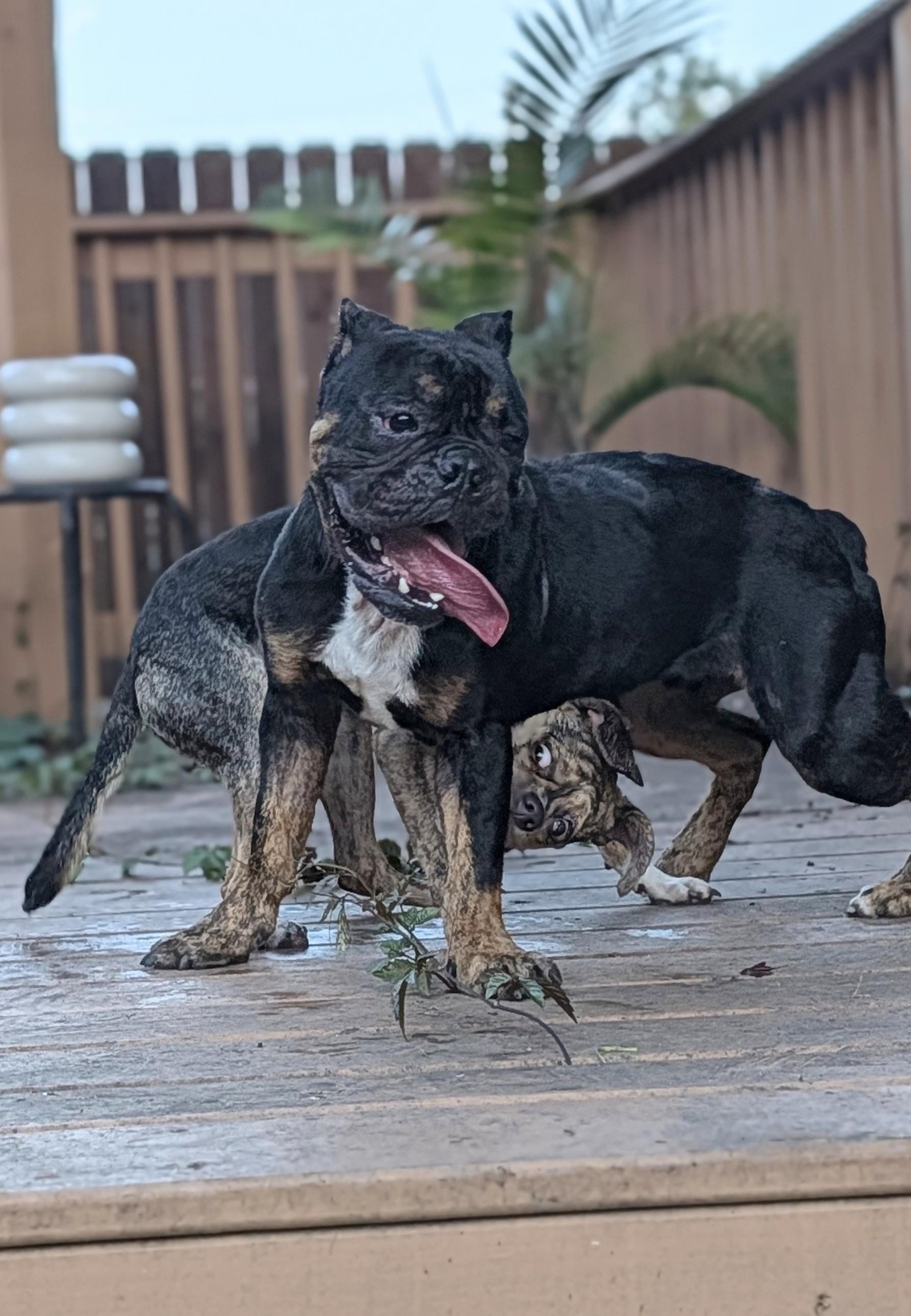 Enlarge Max, a Adopted mixed breed in New Orleans, LA image 2/6