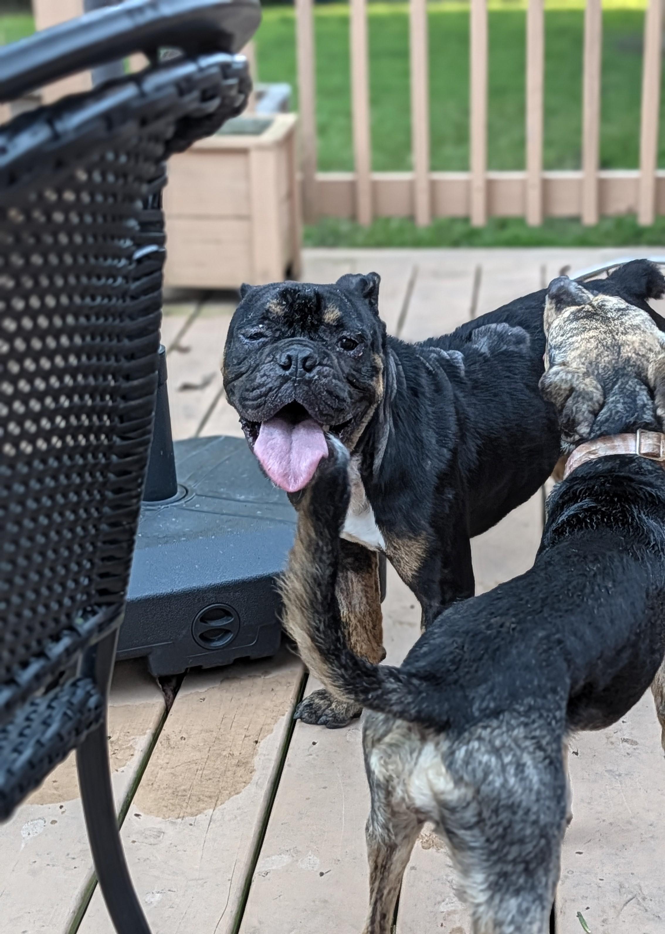 Enlarge Max, a Adopted mixed breed in New Orleans, LA image 3/6