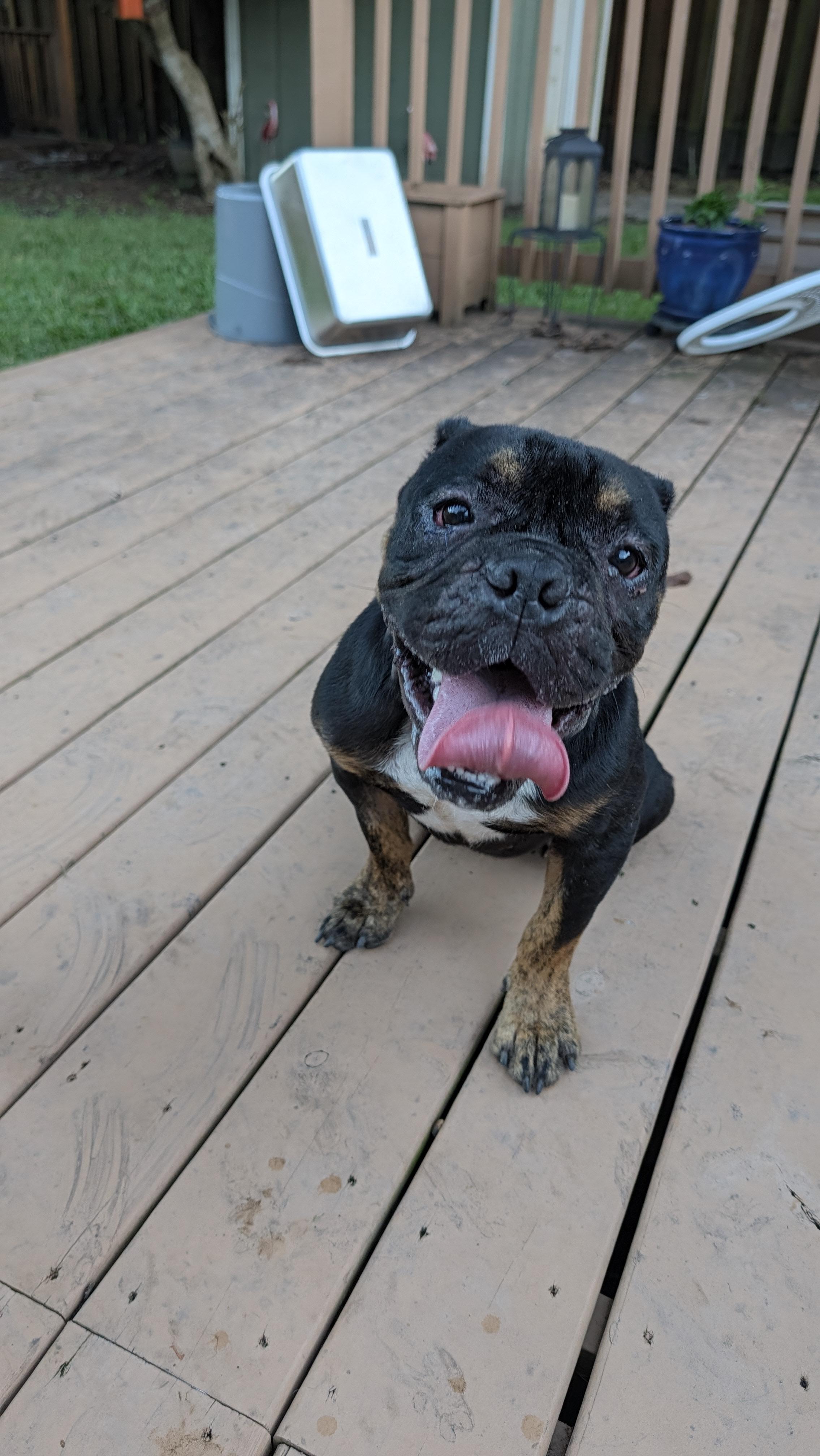 Enlarge Max, a Adopted mixed breed in New Orleans, LA image 1/6