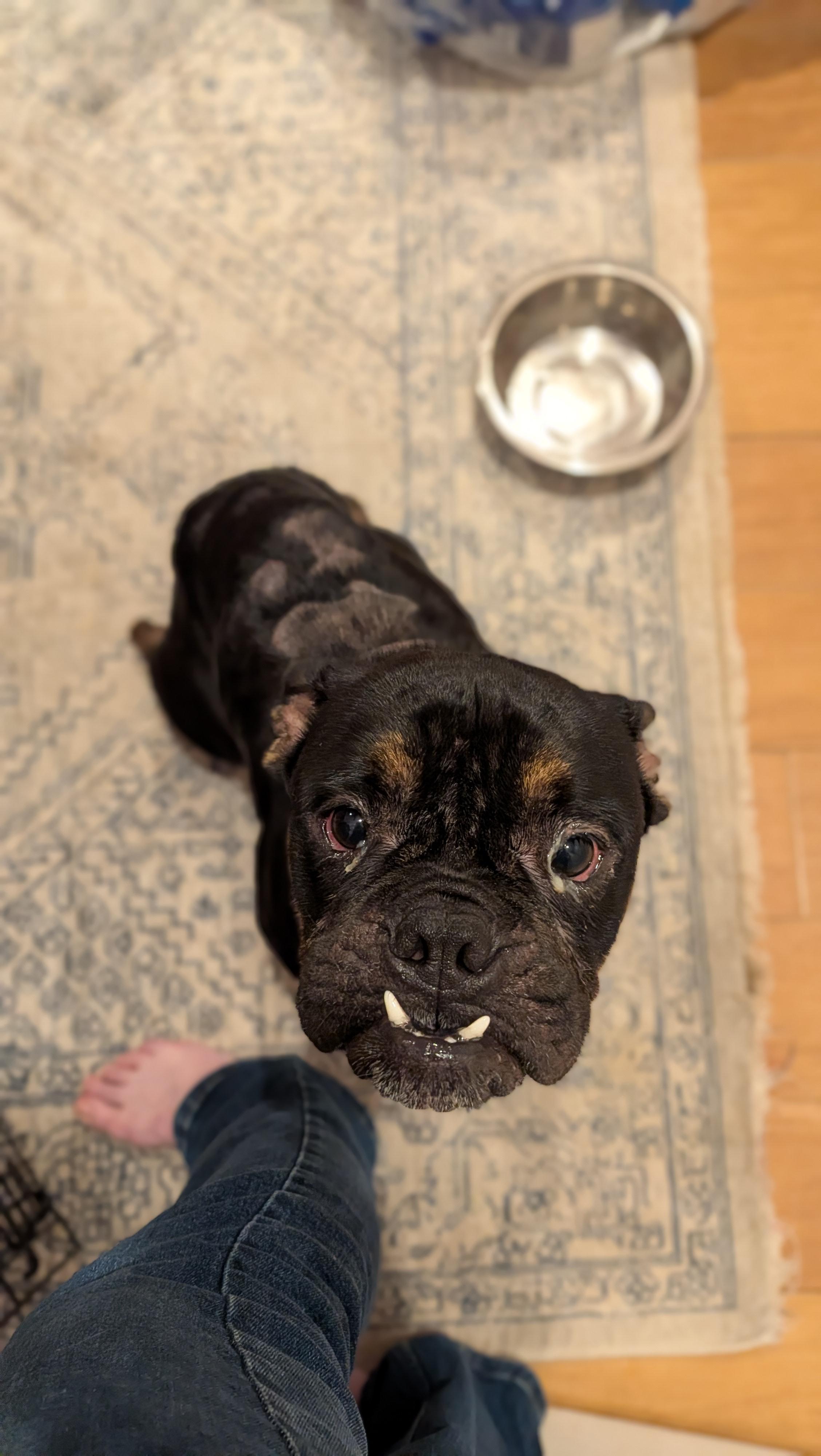 Enlarge Max, a Adopted mixed breed in New Orleans, LA image 6/6