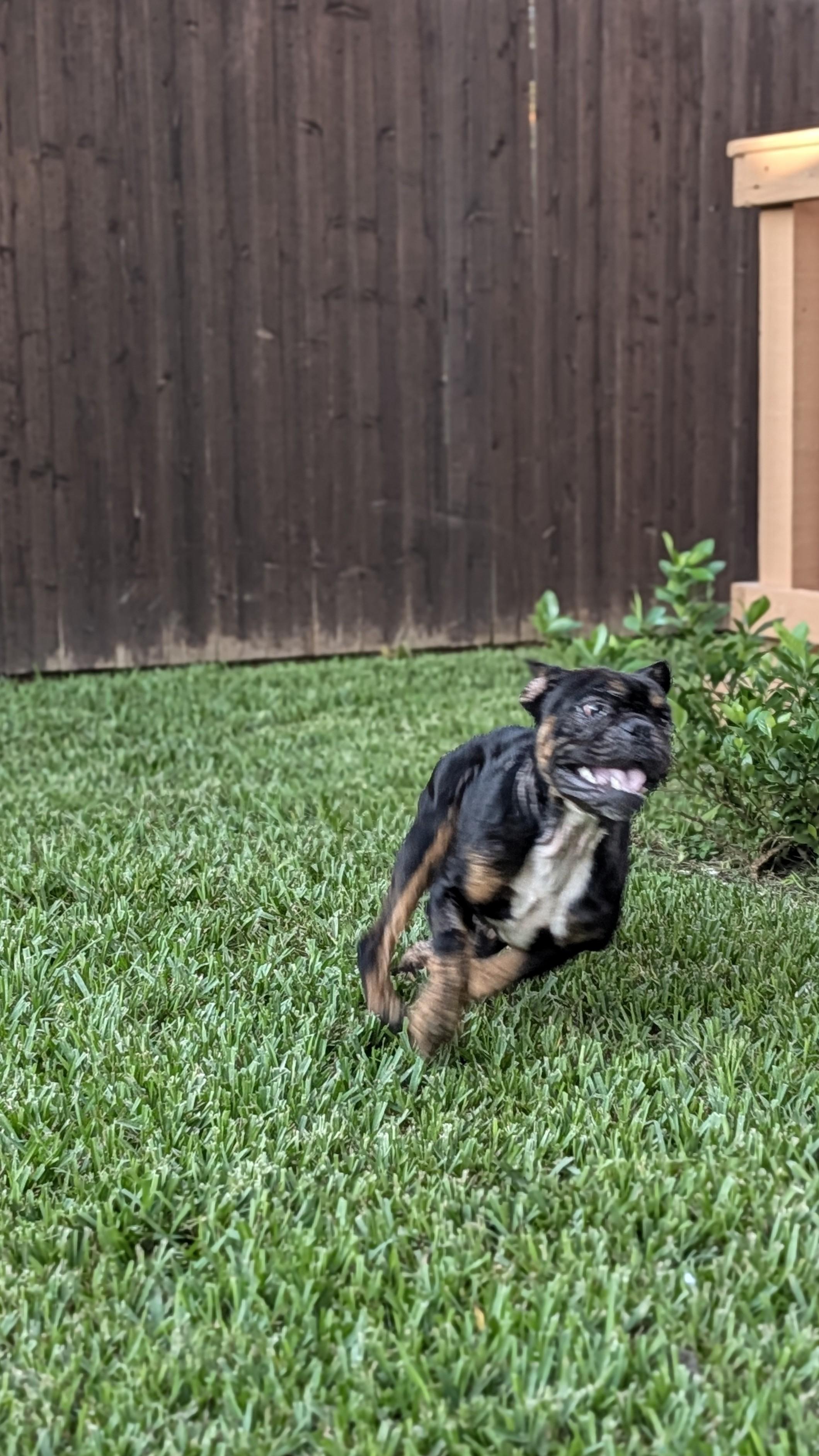 Enlarge Max, a Adopted mixed breed in New Orleans, LA image 4/6