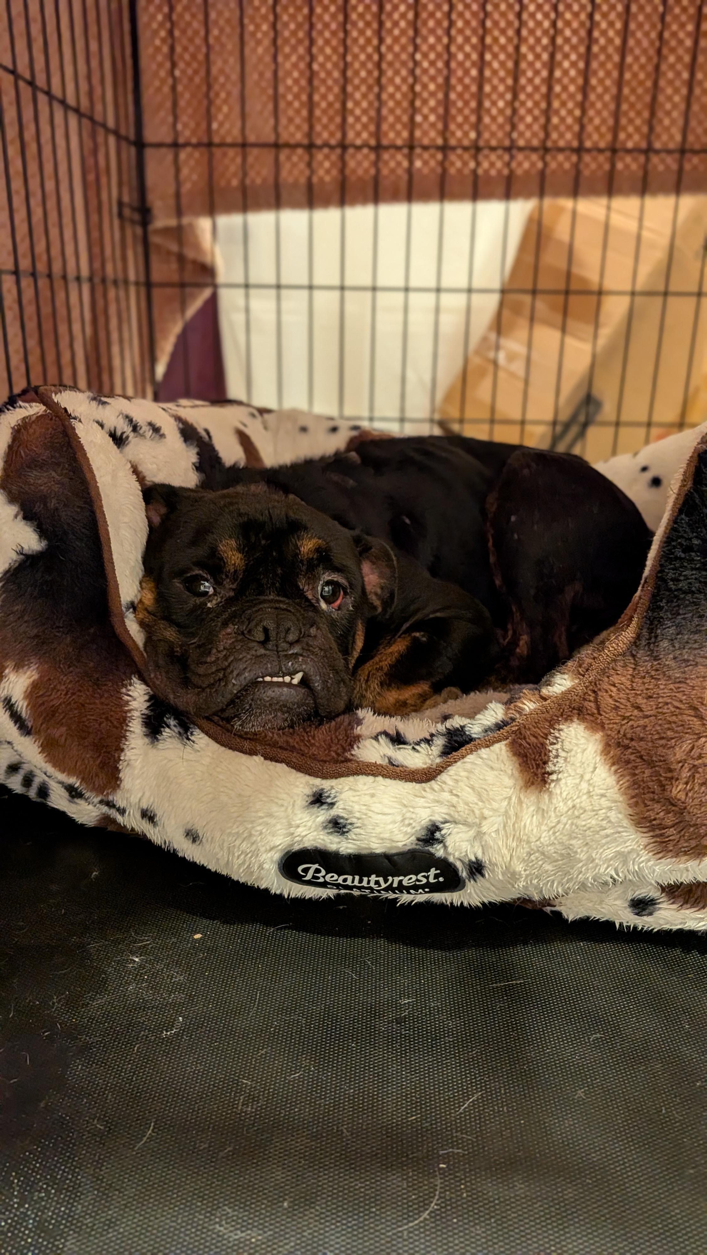 Enlarge Max, a Adopted mixed breed in New Orleans, LA image 5/6