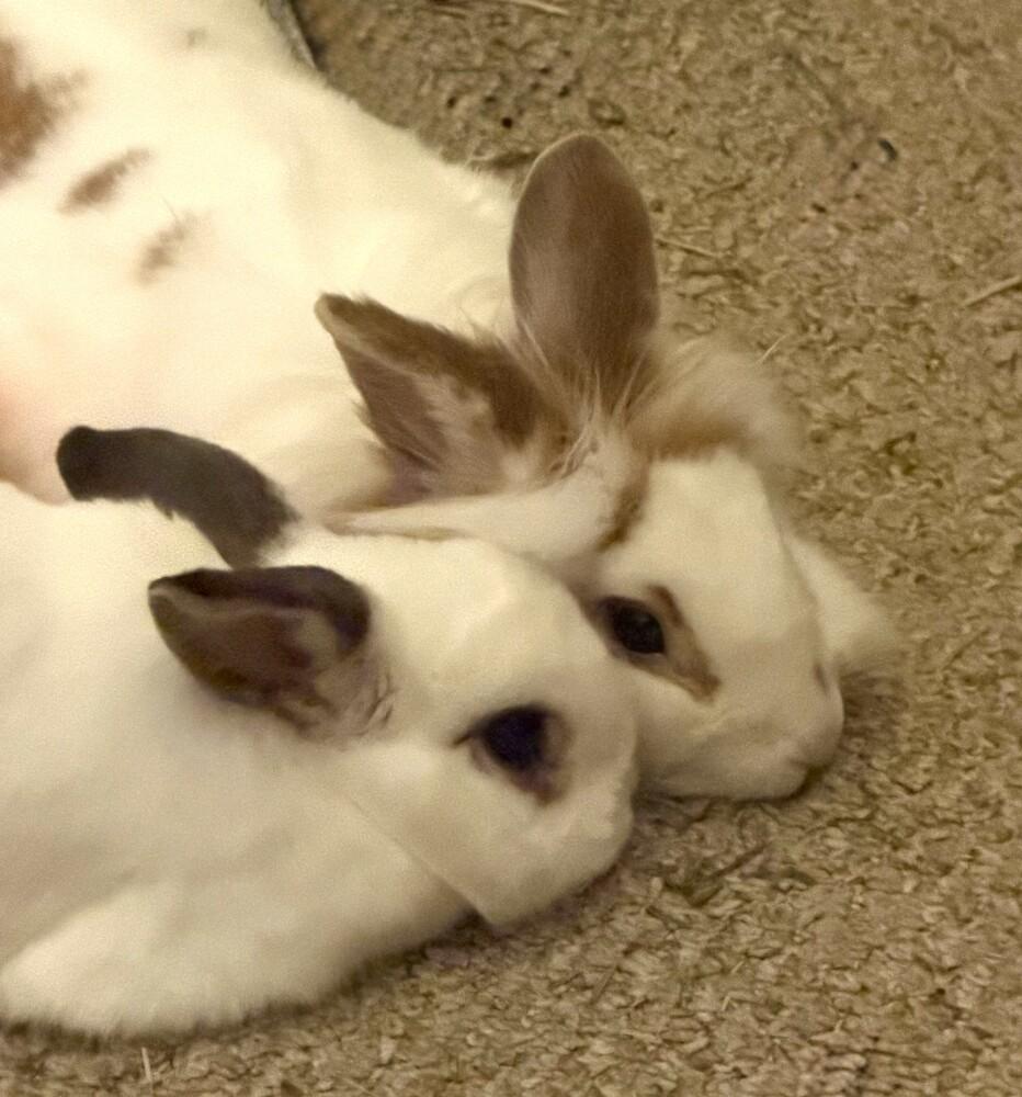 Enlarge Pebbles, a Adoptable mixed breed in Westford, MA image 3/6