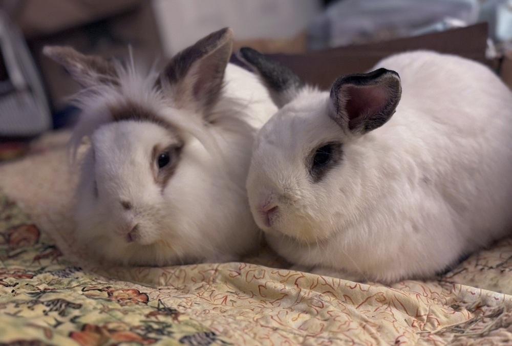 Enlarge Pebbles, a Adoptable mixed breed in Westford, MA image 5/6