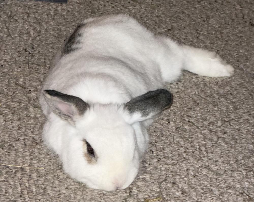 Enlarge Pebbles, a Adoptable mixed breed in Westford, MA image 6/6