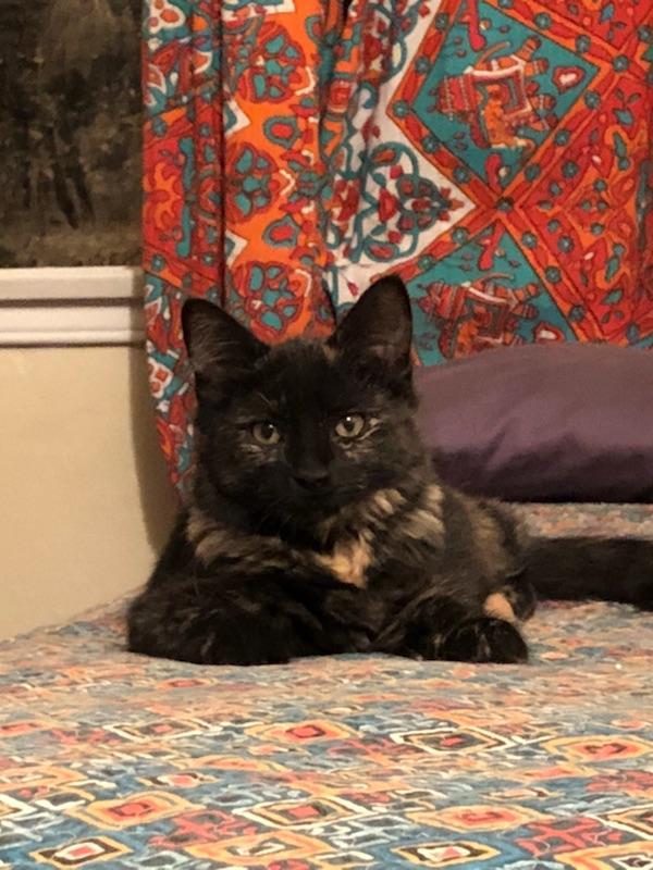 Shylo, a Adoptable mixed breed in Pasadena, CA image 1/2