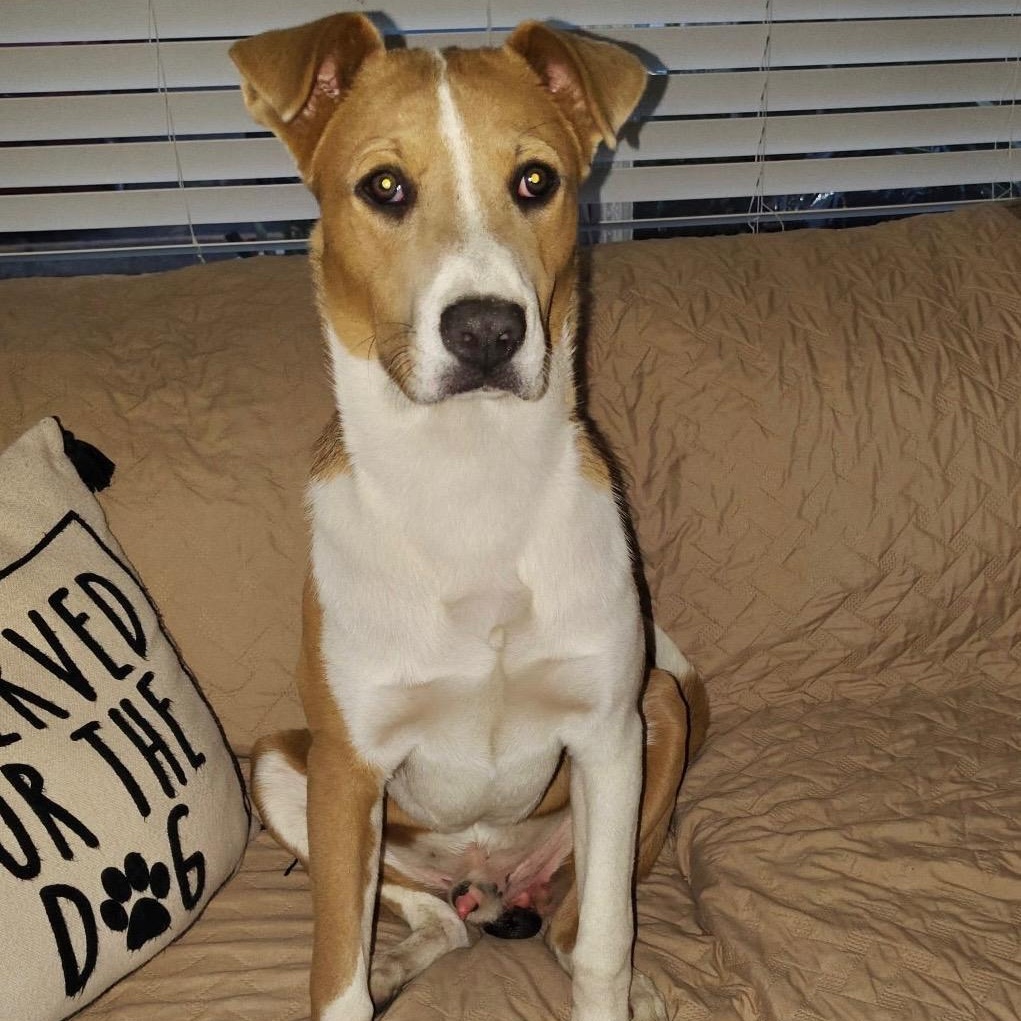 Enlarge Rocky, a Adoptable mixed breed in Indianapolis, IN image 2/6