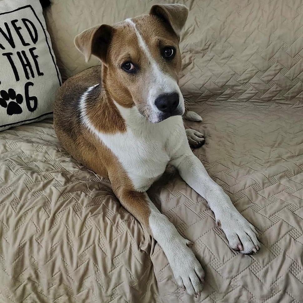 Enlarge Rocky, a Adoptable mixed breed in Indianapolis, IN image 4/6