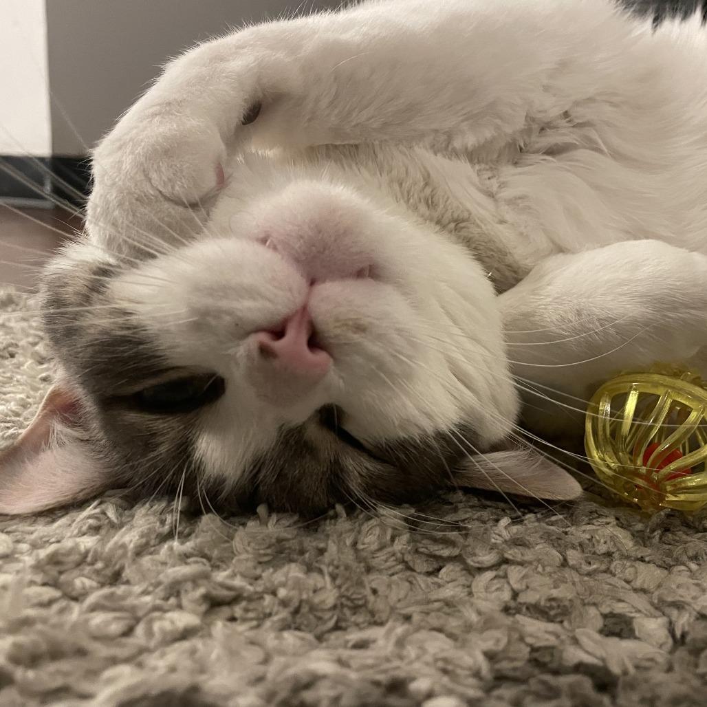 Bonanza, Adoptable, Adult Male Domestic Short Hair.