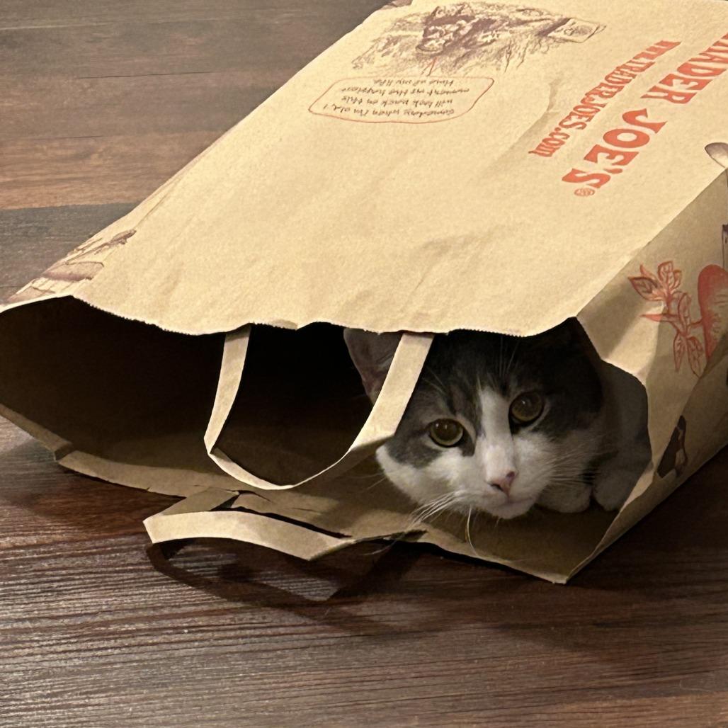 Enlarge Bonanza, a Adoptable Domestic Short Hair in Harrisonburg, VA image 2/6