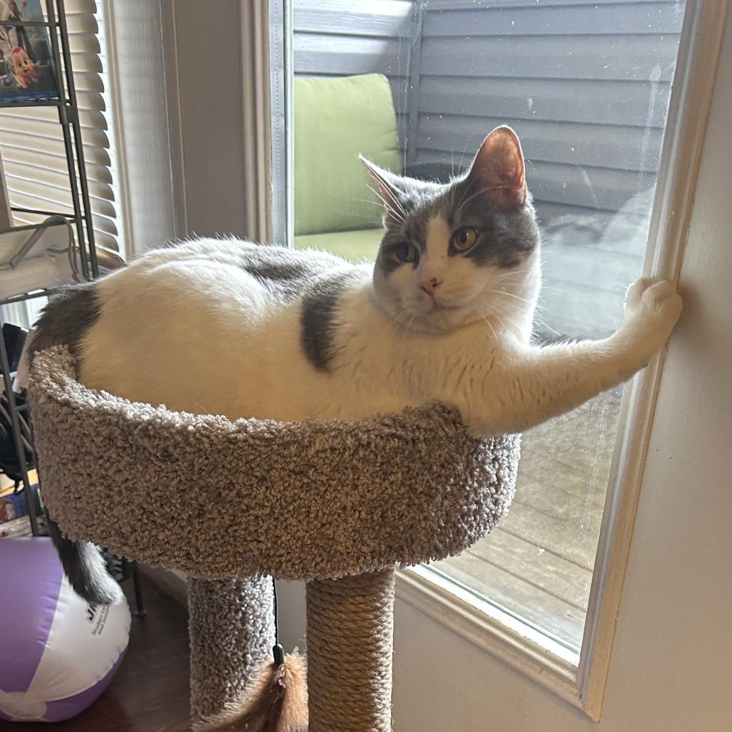 Enlarge Bonanza, a Adoptable Domestic Short Hair in Harrisonburg, VA image 3/6