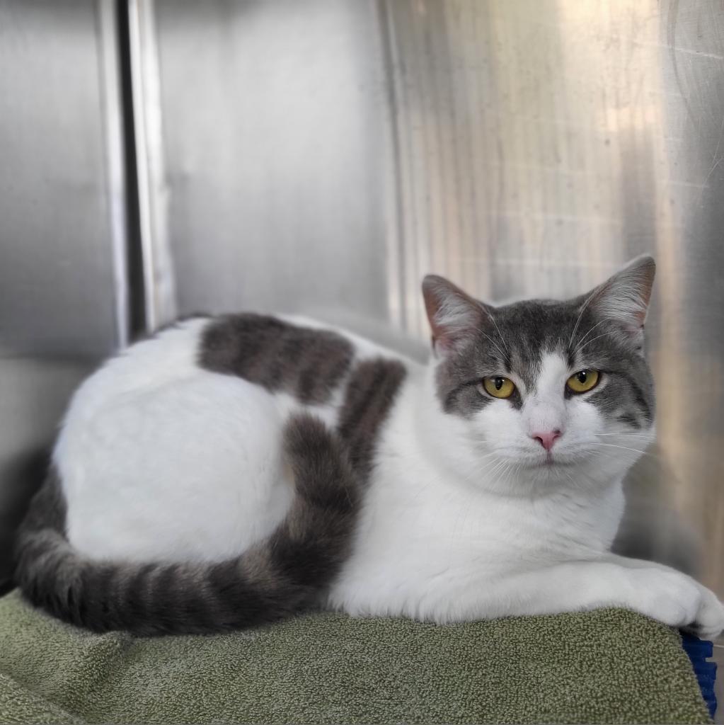 Enlarge Bonanza, a Adoptable Domestic Short Hair in Harrisonburg, VA image 4/6