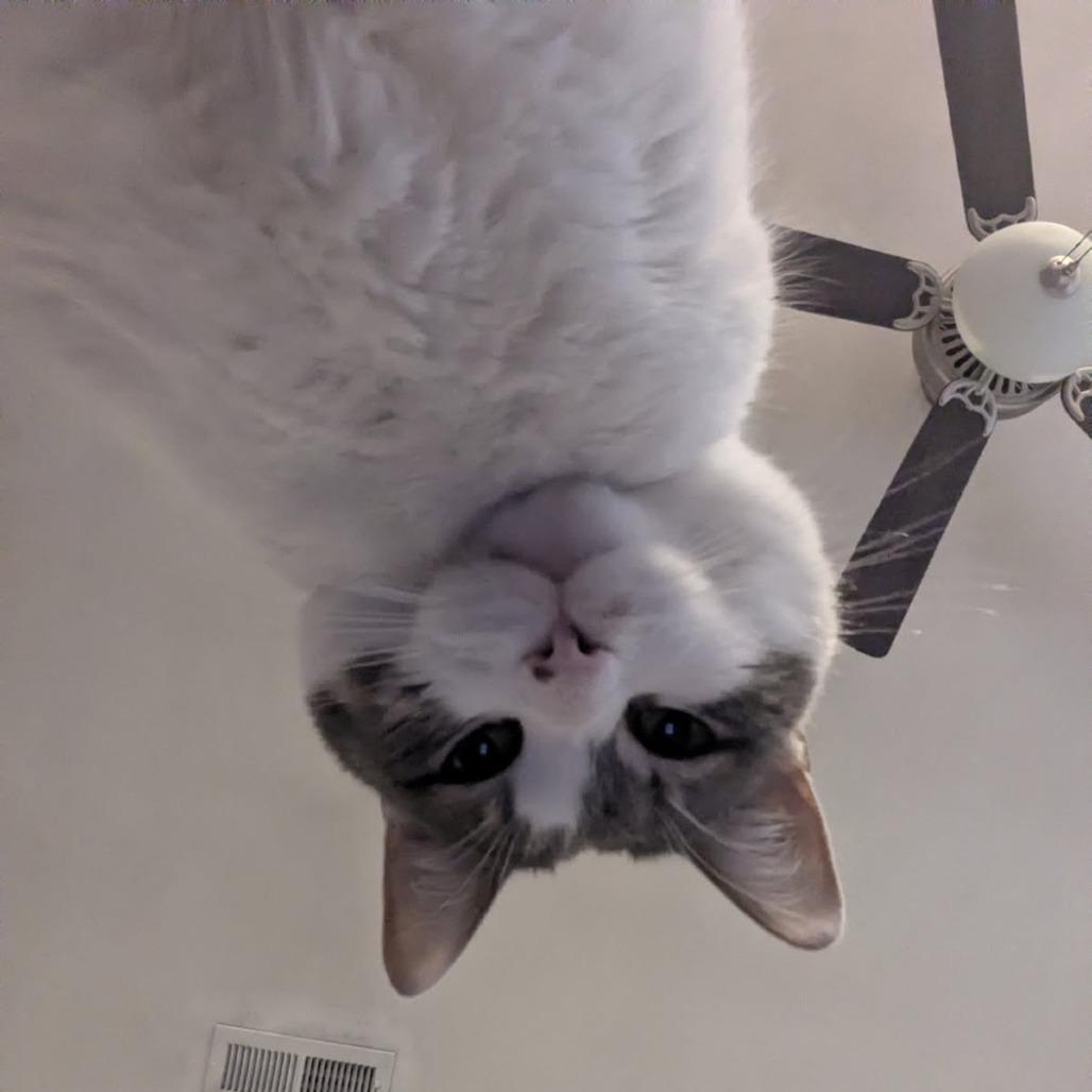 Enlarge Bonanza, a Adoptable Domestic Short Hair in Harrisonburg, VA image 5/6