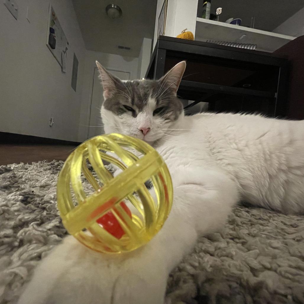 Enlarge Bonanza, a Adoptable Domestic Short Hair in Harrisonburg, VA image 6/6