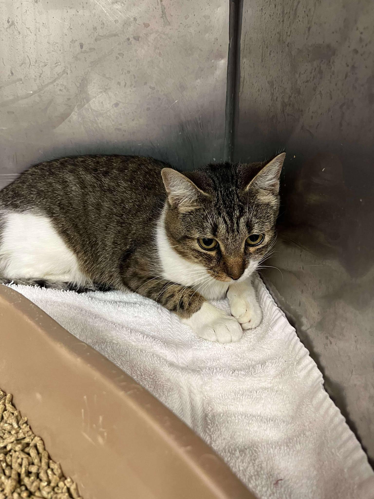 Margarita, Adoptable, Adult Female Domestic Short Hair.