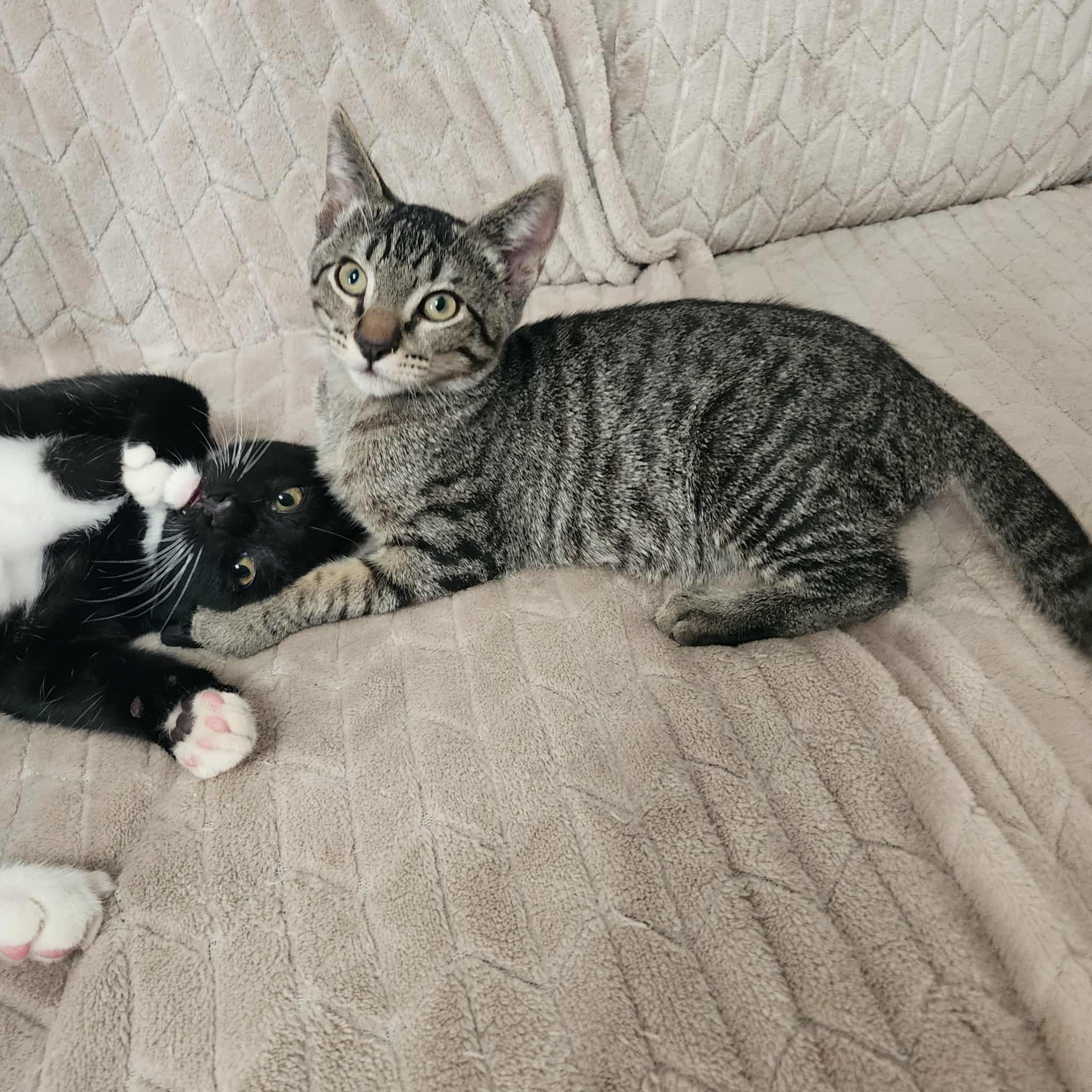 Aslan, Adopted, Young Male Domestic Short Hair.