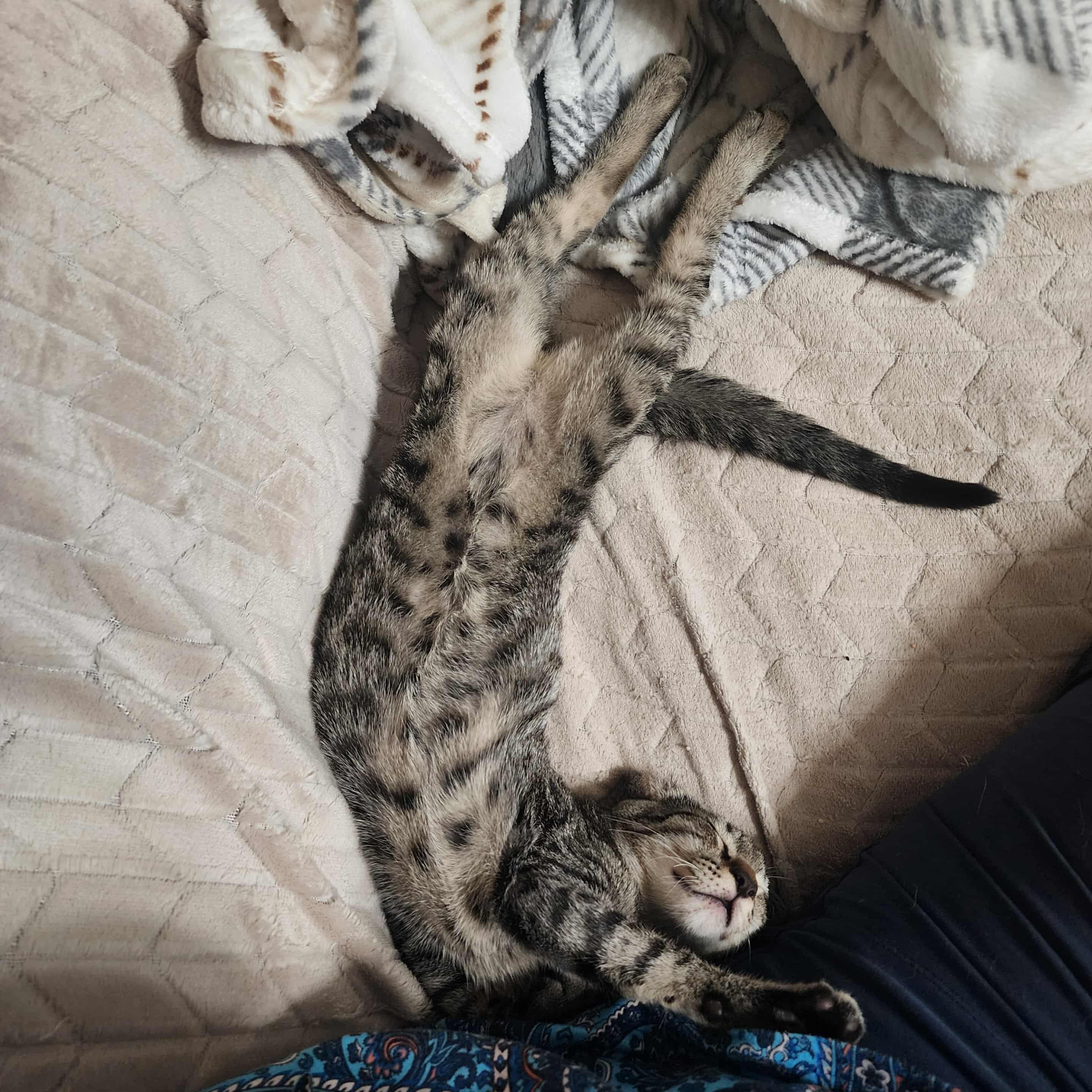 Enlarge Aslan, a Adopted mixed breed in Litchfield Park, AZ image 2/2