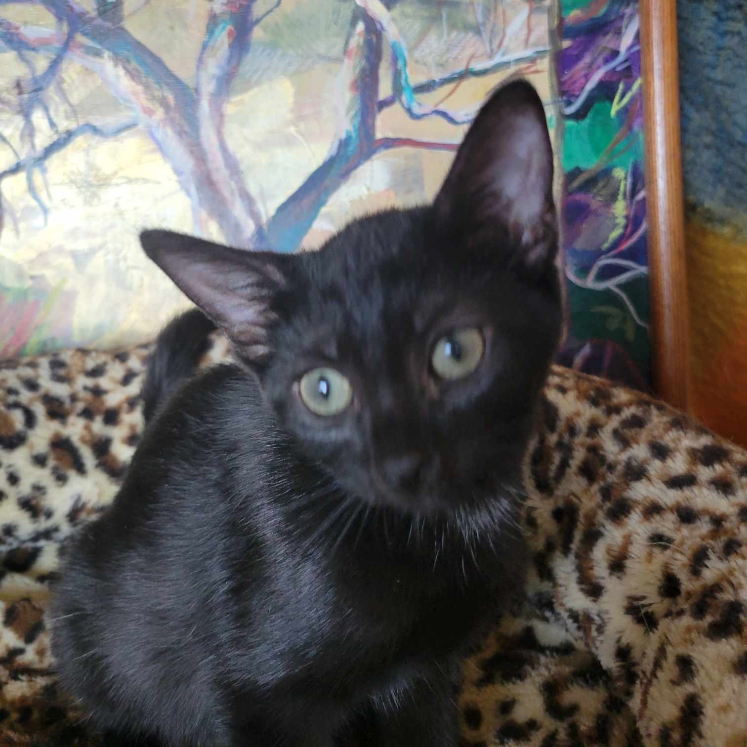 Orchard (in foster care), a Adoptable mixed breed in Sebring, FL image 4/5