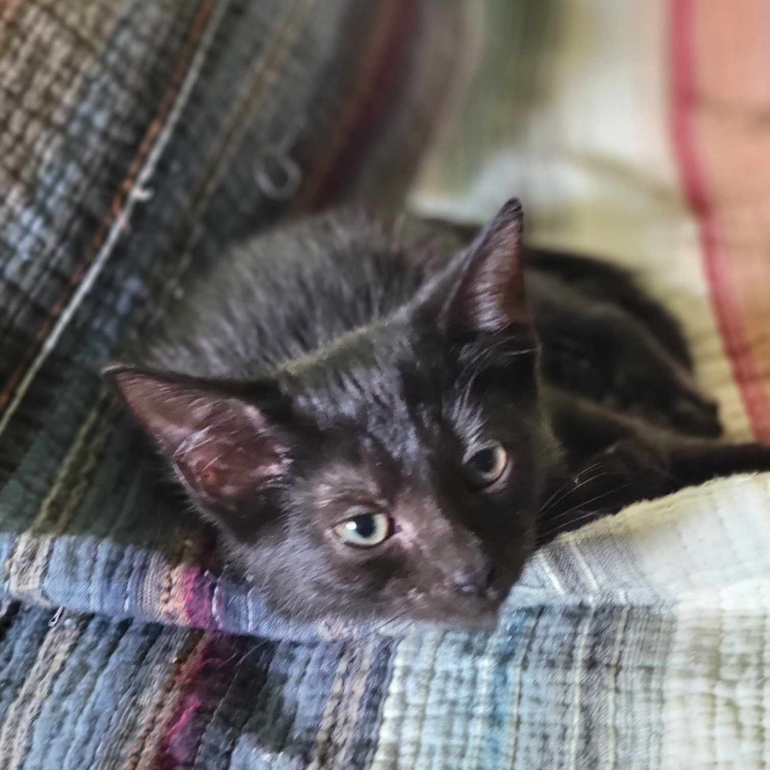 Orchard (in foster care), a Adoptable mixed breed in Sebring, FL image 3/5