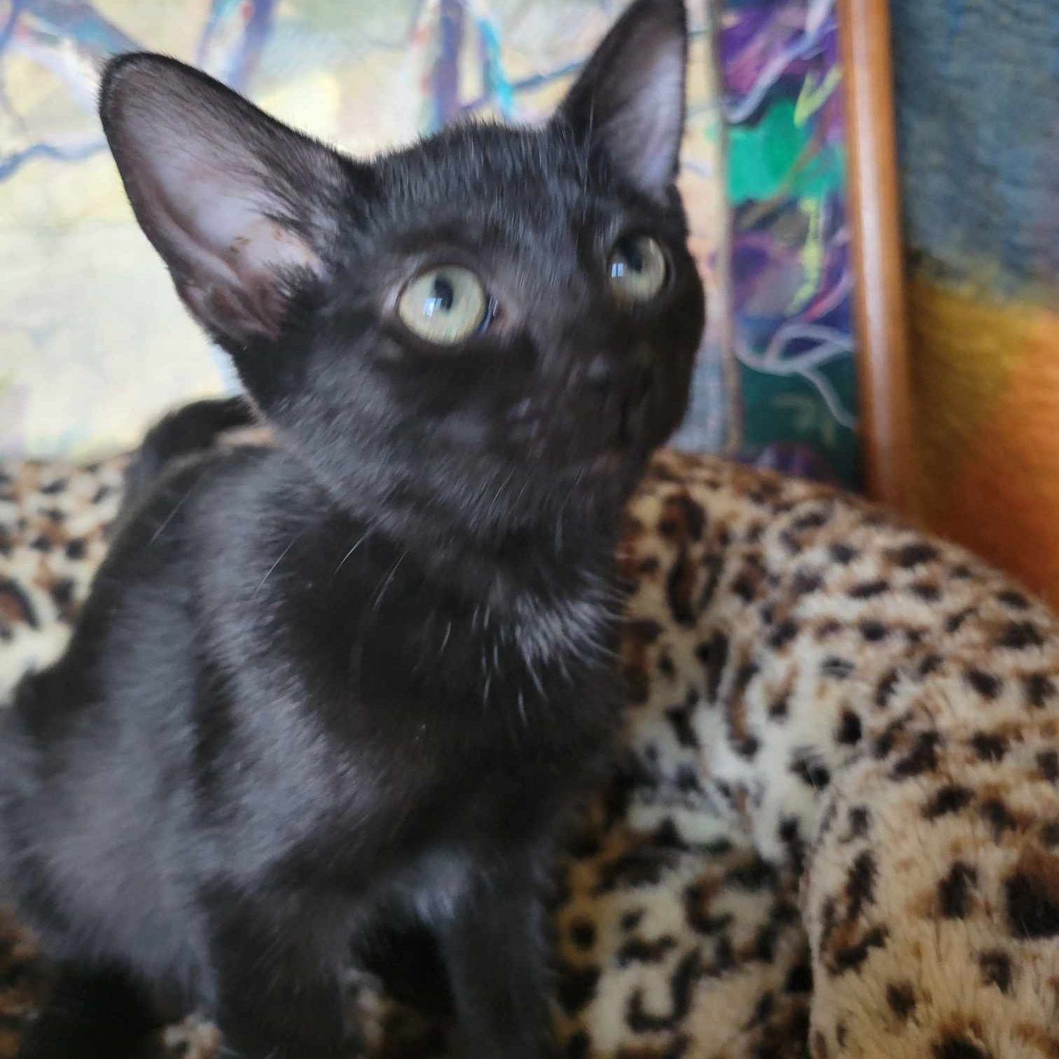 Orchard (in foster care), a Adoptable mixed breed in Sebring, FL image 2/5