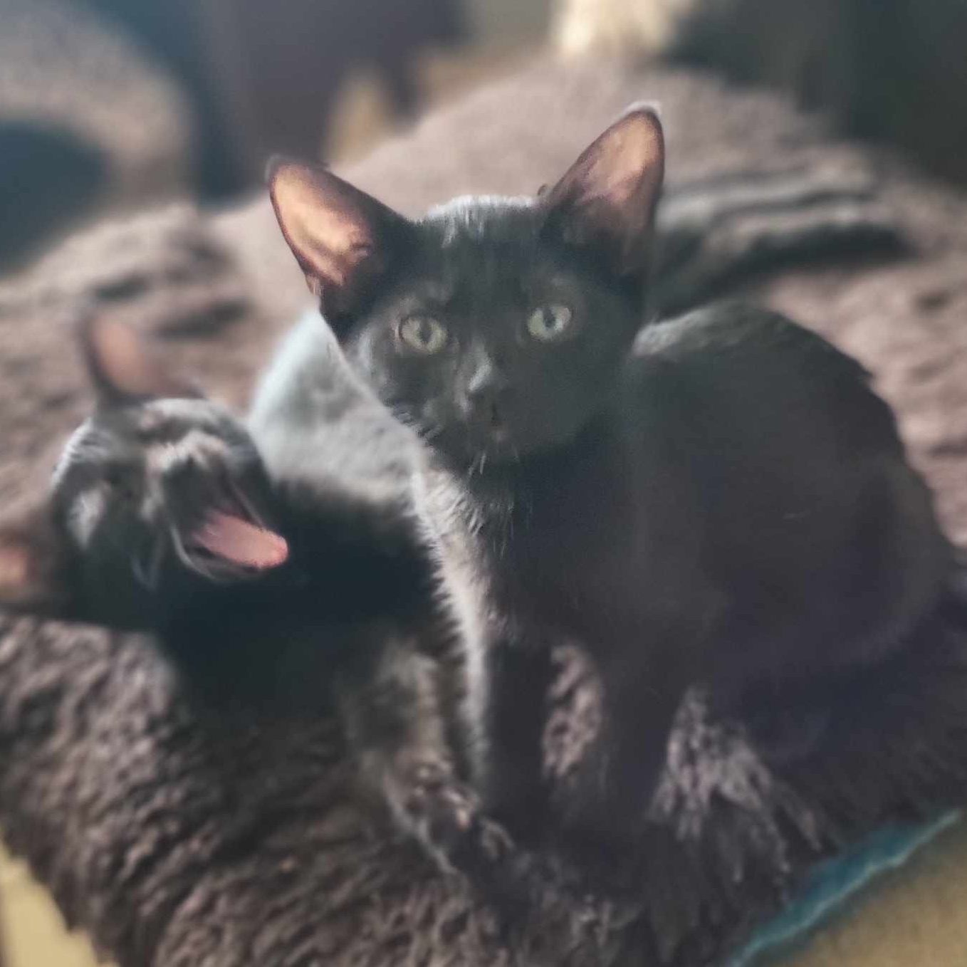 Orchard (in foster care), Adoptable, Kitten Female Domestic Short Hair.