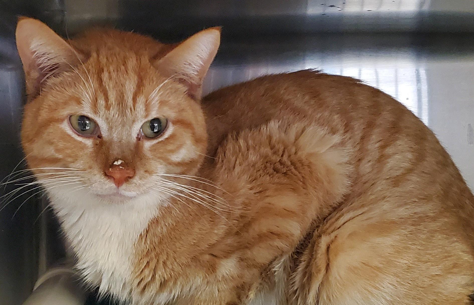 Enlarge Grandbaby, an adopted Domestic Short Hair in Jersey city, NJ image 1/1