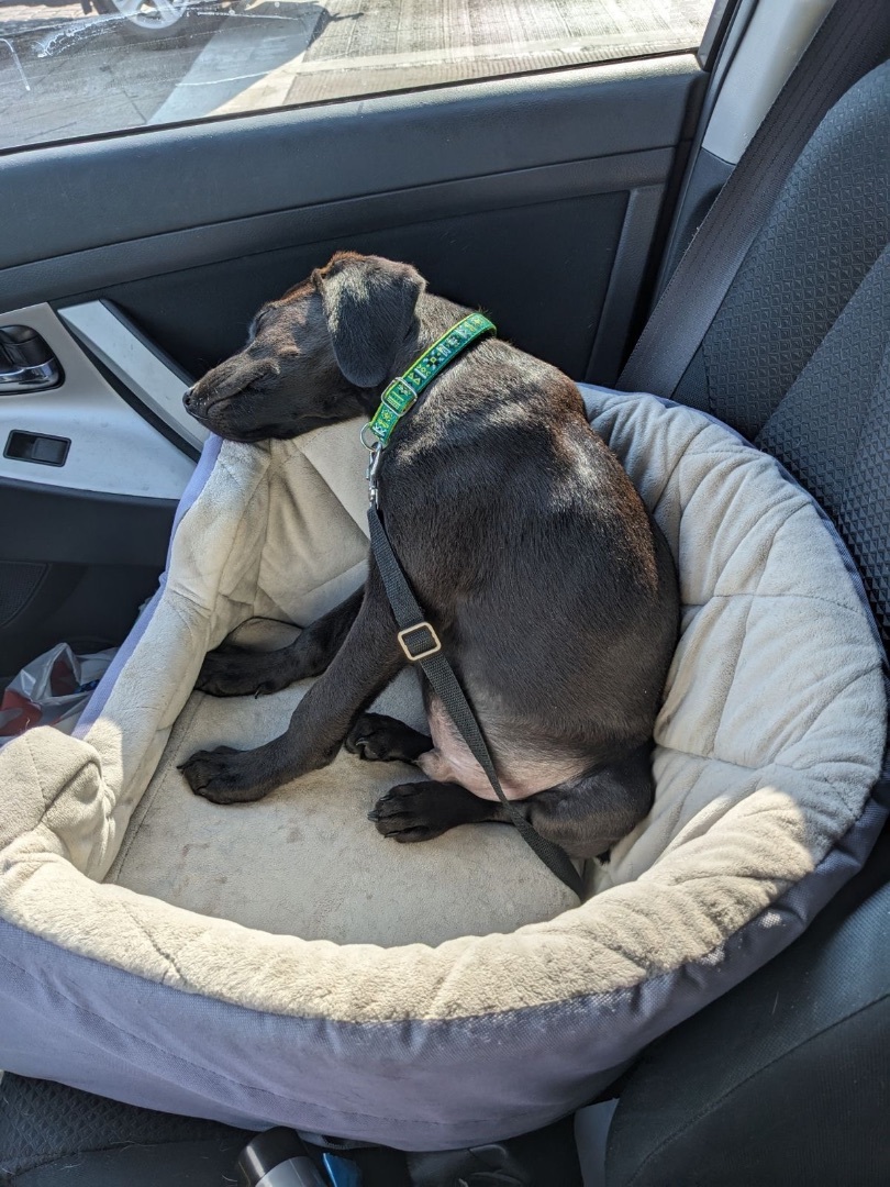 Mason, Adopted, Puppy Male Black Labrador Retriever.