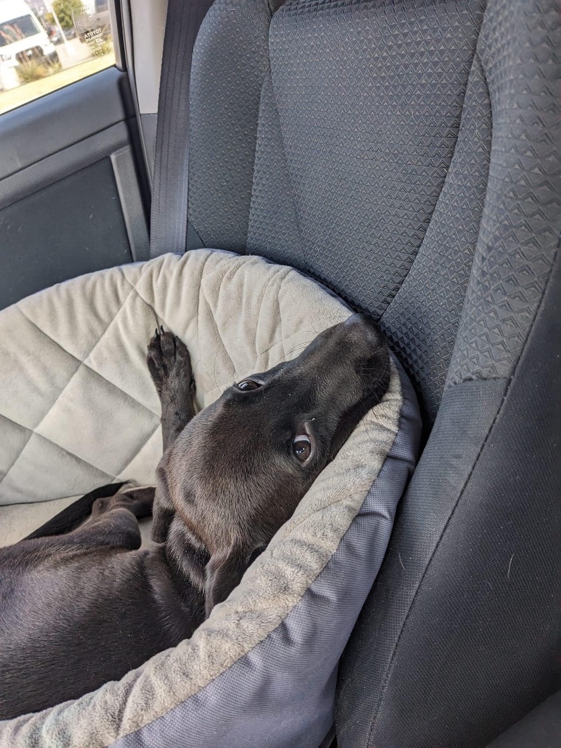 Mason, a Adopted mixed breed in Lakeway, TX image 2/5