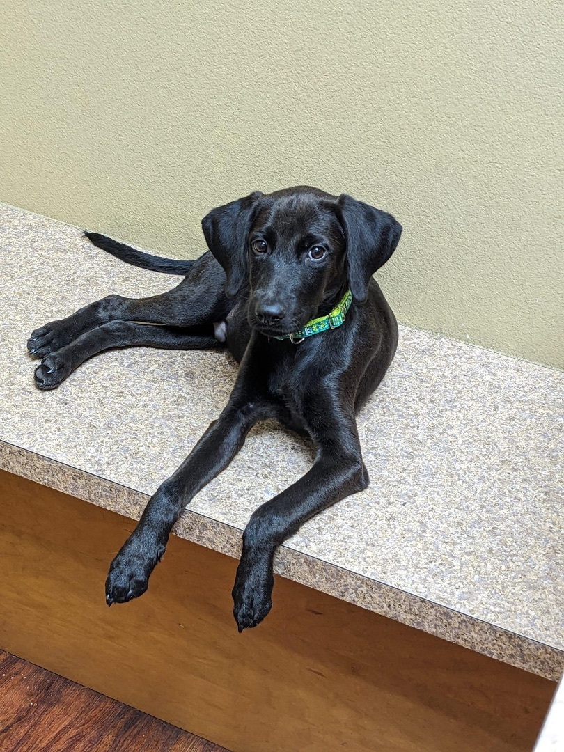 Mason, a Adopted mixed breed in Lakeway, TX image 3/5