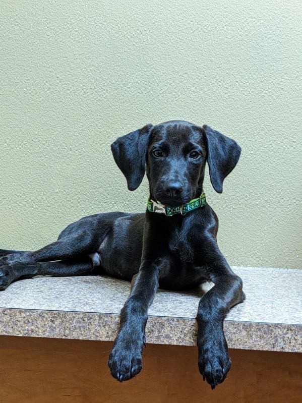 Mason, a Adopted mixed breed in Lakeway, TX image 5/5