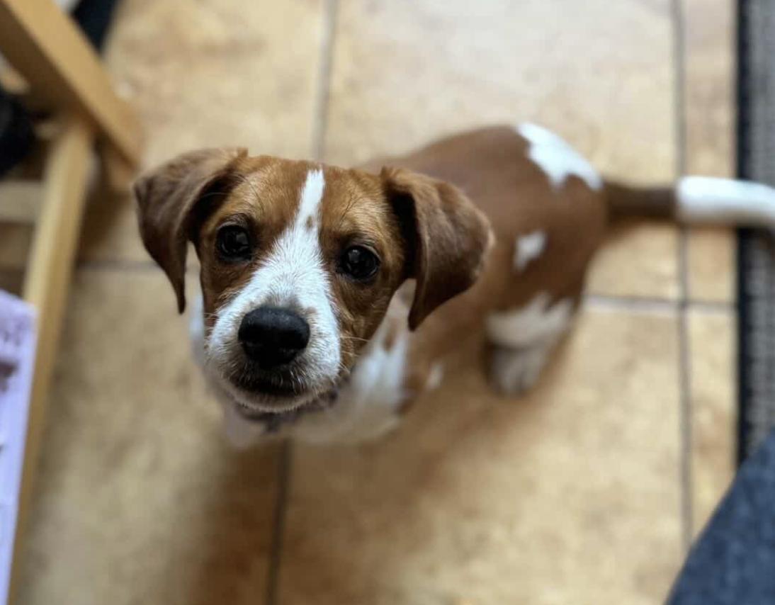 Enlarge JoJo, an adopted mixed breed in Brooklyn, NY image 2/6