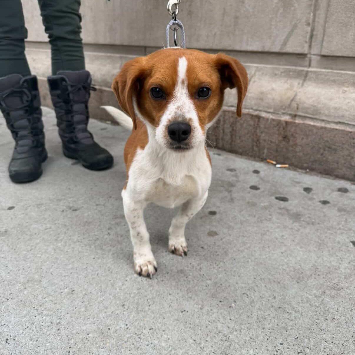 Enlarge JoJo, an adopted mixed breed in Brooklyn, NY image 6/6