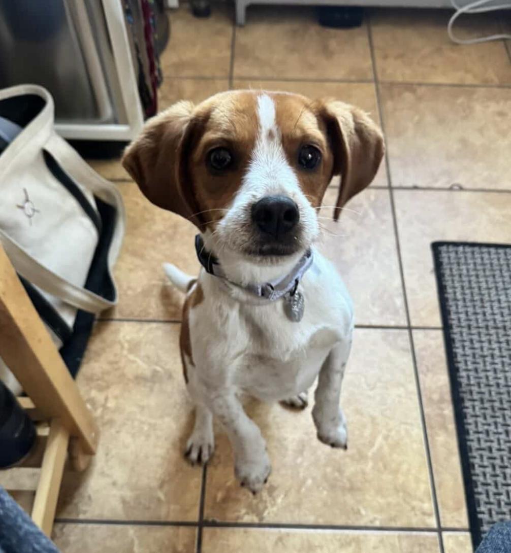 Enlarge JoJo, an adopted mixed breed in Brooklyn, NY image 5/6